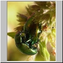 Chrysolina herbacea - Blattkaefer 04.jpg